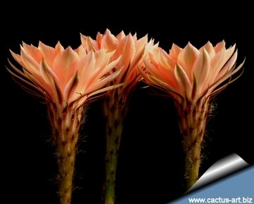 13879 cactus-art Cactus Art
