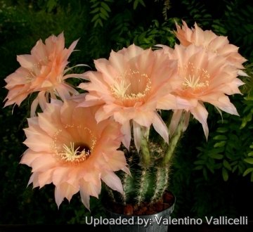 13907 valentino Valentino Vallicelli