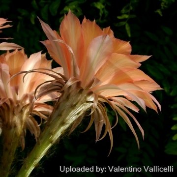 13910 valentino Valentino Vallicelli