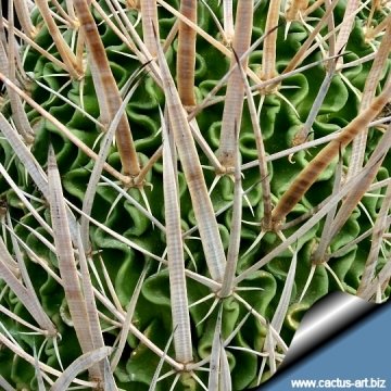 14045 cactus-art Cactus Art