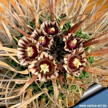 14047 cactus-art Cactus Art