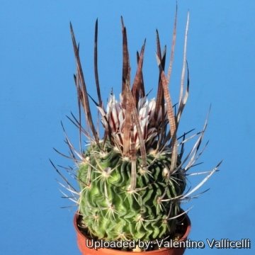 15775 valentino Valentino Vallicelli