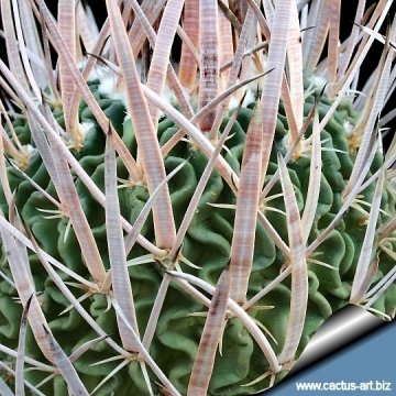 14057 cactus-art Cactus Art