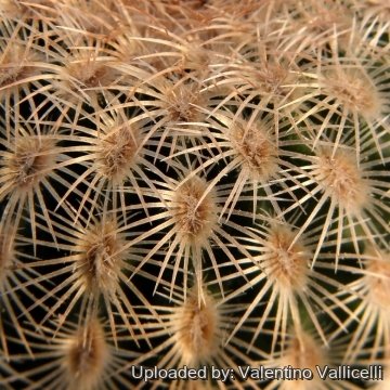 14145 valentino Valentino Vallicelli