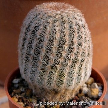 14146 valentino Valentino Vallicelli