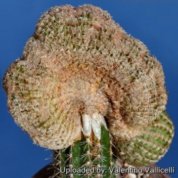 14148 valentino Valentino Vallicelli