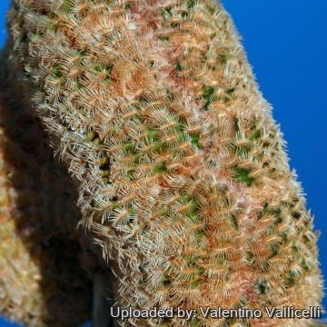 14149 valentino Valentino Vallicelli