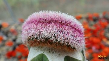 24544 agocs Agócs György