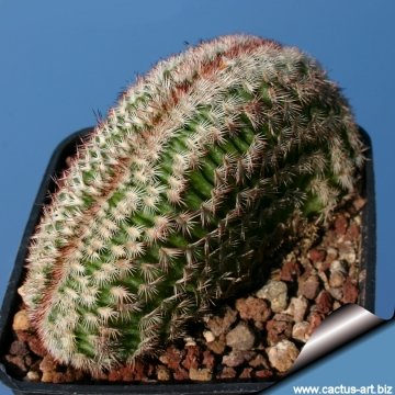 14226 cactus-art Cactus Art