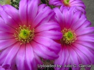 22006 julio Julio C. García 