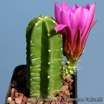 14244 valentino Valentino Vallicelli