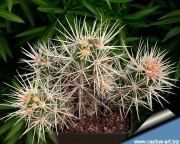 14287 cactus-art Cactus Art