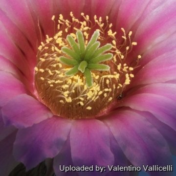 24001 valentino Valentino Vallicelli