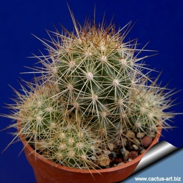14407 cactus-art Cactus Art