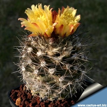 14687 cactus-art Cactus Art