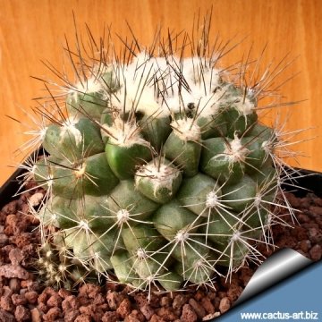 14688 cactus-art Cactus Art