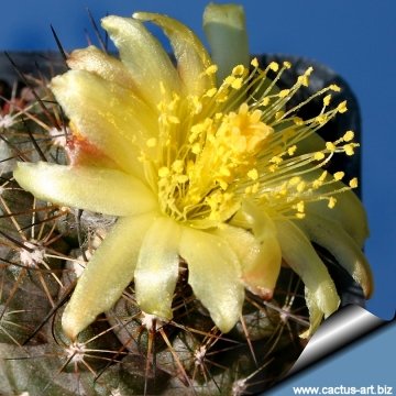 14691 cactus-art Cactus Art