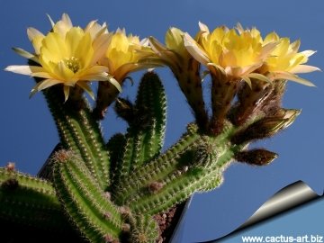 14872 cactus-art Cactus Art
