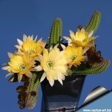 14870 cactus-art Cactus Art