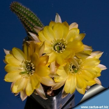 14871 cactus-art Cactus Art