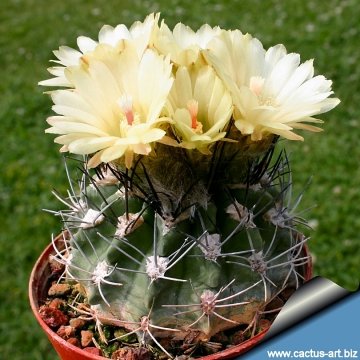 13555 cactus-art Cactus Art