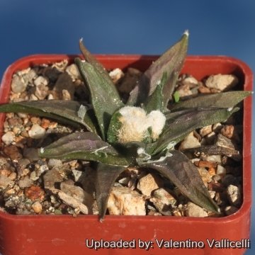 17095 valentino Valentino Vallicelli