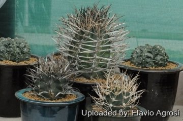 21809 flavio Flavio Agrosi