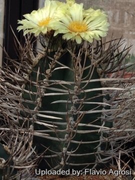 21876 flavio Flavio Agrosi