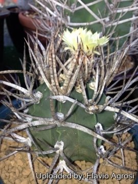 22208 flavio Flavio Agrosi