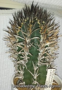 23252 flavio Flavio Agrosi