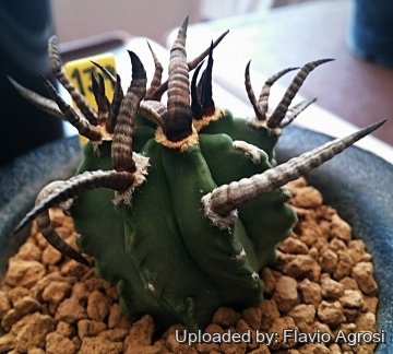 30418 flavio Flavio Agrosi