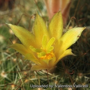 17815 valentino Valentino Vallicelli