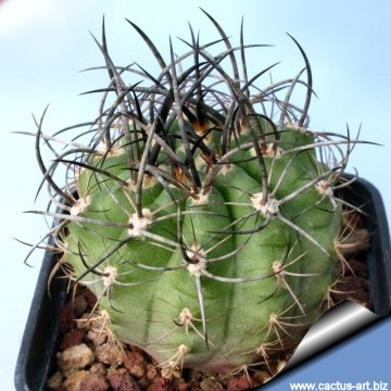 4564 cactus-art Cactus Art