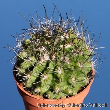 4942 valentino Valentino Vallicelli