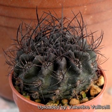 4944 valentino Valentino Vallicelli