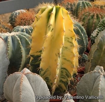 18924 valentino Valentino Vallicelli