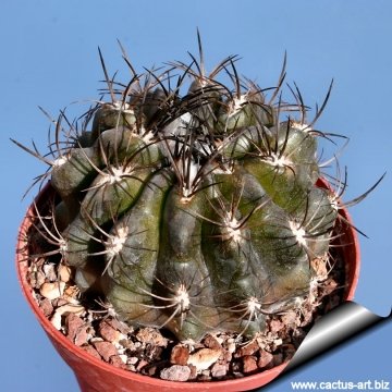 13630 cactus-art Cactus Art