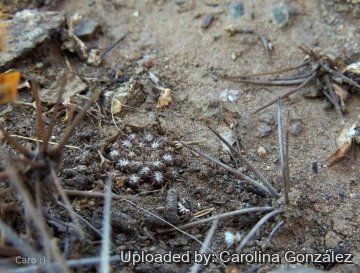 26233 carolina Carolina González