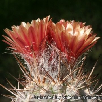 19201 valentino Valentino Vallicelli