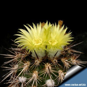 2186 cactus-art Cactus Art