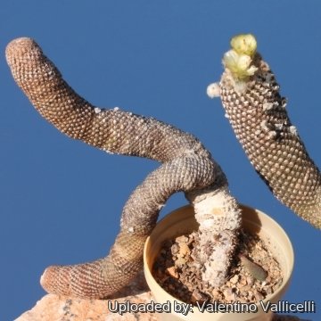 9077 valentino Valentino Vallicelli