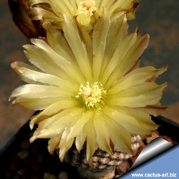 9078 cactus-art Cactus Art