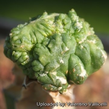 20845 valentino Valentino Vallicelli