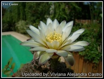 21544 viviana Viviana Alejandra Castro