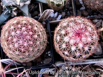 25843 Ilham Prof. Ilham Alakbarov