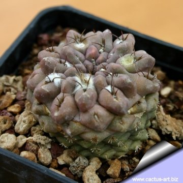 13566 cactus-art Cactus Art
