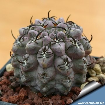 13569 cactus-art Cactus Art
