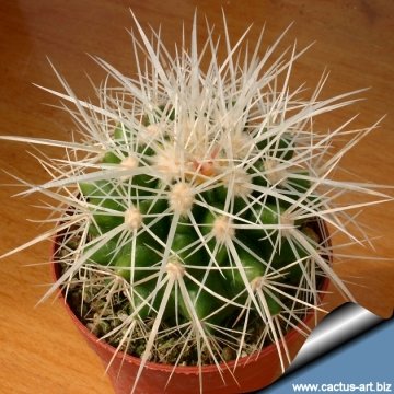 6456 cactus-art Cactus Art