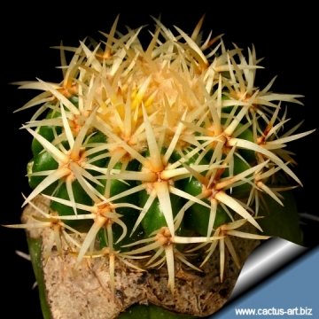 14463 cactus-art Cactus Art