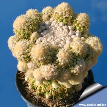 5049 cactus-art Cactus Art